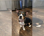 Small Basset Hound-Rat Terrier Mix
