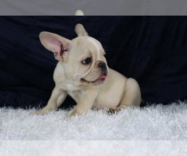 Medium Photo #2 French Bulldog Puppy For Sale in QUEENS, NY, USA
