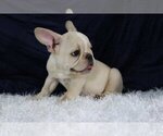 Small Photo #2 French Bulldog Puppy For Sale in QUEENS, NY, USA