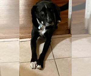 Ozzie - Male Borador Dog for Adoption - Photo #4