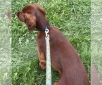 Black collar - Male Irish Setter Puppy for Sale - Photo #4