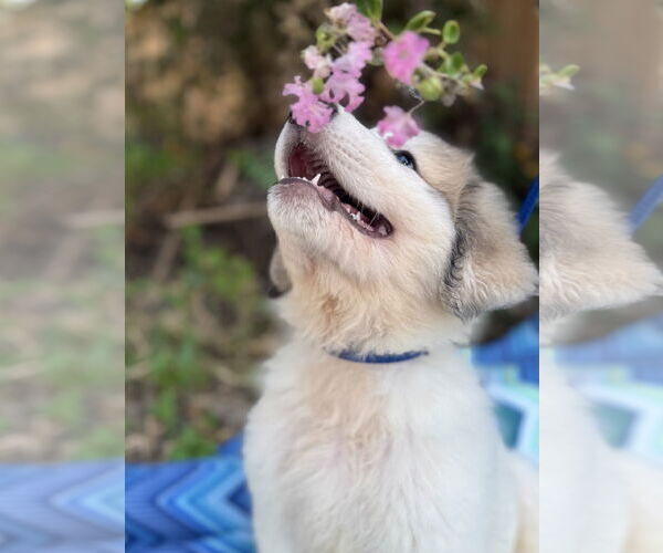 Medium Photo #3 Great Pyrenees Puppy For Sale in Spring, TX, USA