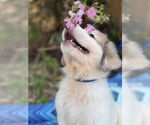 Small #2 Great Pyrenees