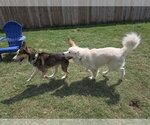 Small #29 Chow Chow-Great Pyrenees Mix