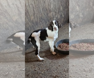 English Springer Spaniel Puppy for Sale in CENTRAL POINT, Oregon USA