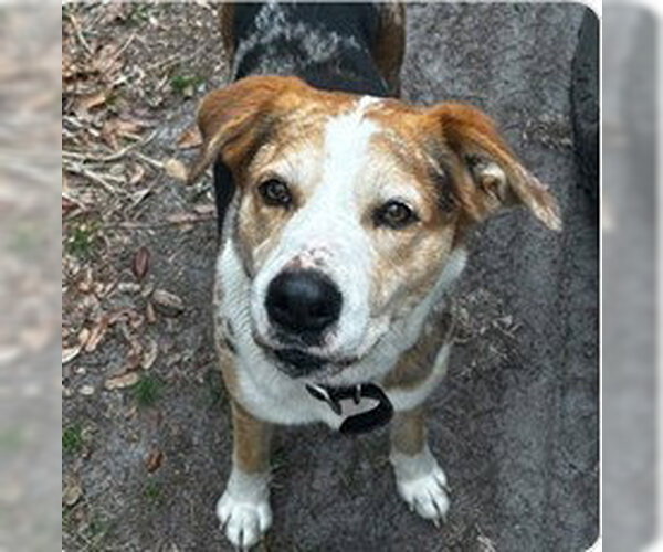 Medium Photo #1 Catahoula Leopard Dog-Unknown Mix Puppy For Sale in Tavares, FL, USA