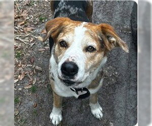 Catahoula Leopard Dog-Unknown Mix Dogs for adoption in Tavares, FL, USA