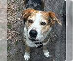 MARKY MARK - Male Catahoula Leopard Dog-Unknown Mix Dog for Adoption - Small photo