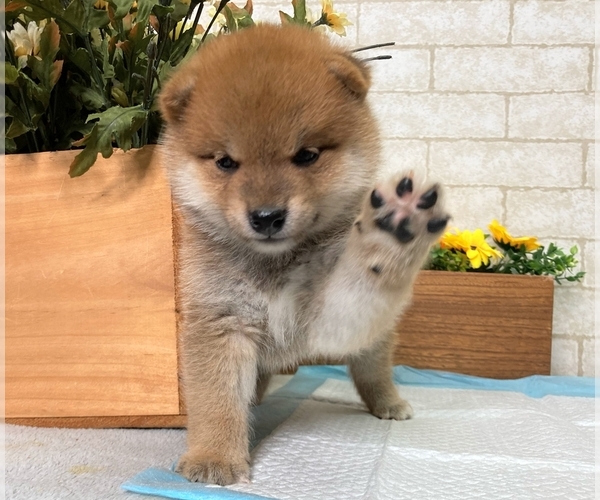 Medium Photo #8 Shiba Inu Puppy For Sale in DALLAS, TX, USA