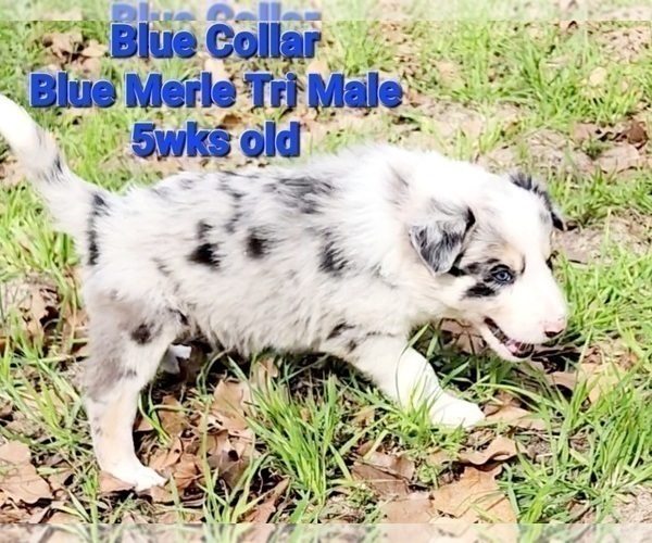 Medium Photo #11 Border Collie Puppy For Sale in ELMENDORF, TX, USA