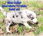 Small Photo #11 Border Collie Puppy For Sale in ELMENDORF, TX, USA