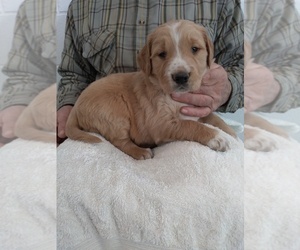 Golden Retriever Dog for Adoption in APPLE CREEK, Ohio USA
