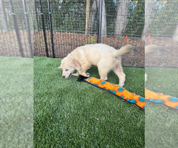 Medium Photo #7 Golden Retriever Puppy For Sale in SPRING HILL, FL, USA