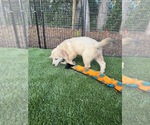 Small #6 Golden Retriever