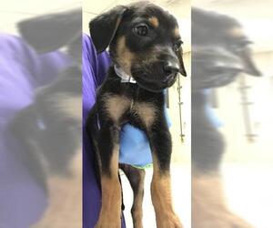 Doberman Pinscher Dogs for adoption in Conroe, TX, USA