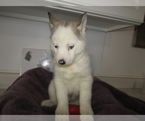 Siberian Husky Puppy for sale in CHICAGO, IL, USA