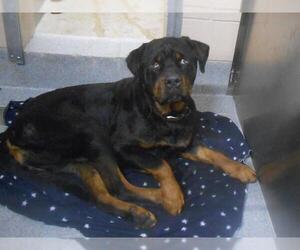 Rottweiler Dogs for adoption in Orange, CA, USA