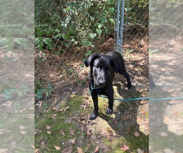 Medium Photo #2 Labrador Retriever-Unknown Mix Puppy For Sale in Boston, MA, USA