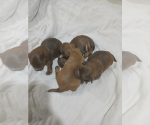 Shih Tzu Puppy for sale in CHICAGO, IL, USA