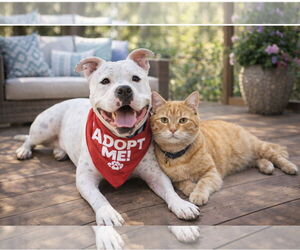 Manny (Roscoe) - Male American Bulldog-Staffordshire Bull Terrier Mix Dog for Adoption - Photo #7
