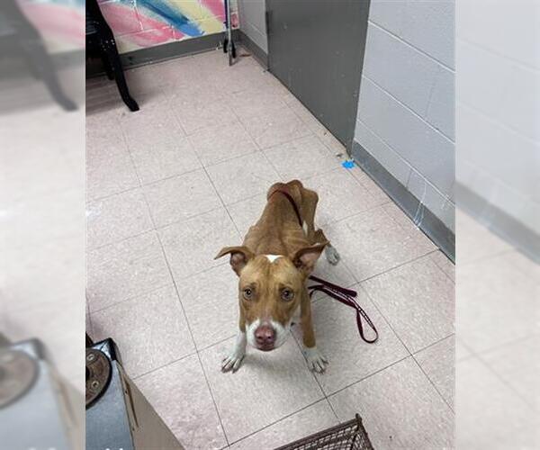 Medium Photo #1 Mutt Puppy For Sale in Lufkin, TX, USA