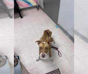 Mutt Dogs for adoption in Lufkin, TX, USA