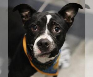 American Staffordshire Terrier-Unknown Mix Dogs for adoption in San Antonio, TX, USA