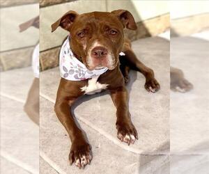 Mutt Dogs for adoption in Tulsa, OK, USA