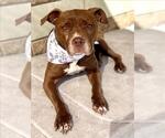 BURNADETTE - Female Mutt Dog for Adoption - Small photo