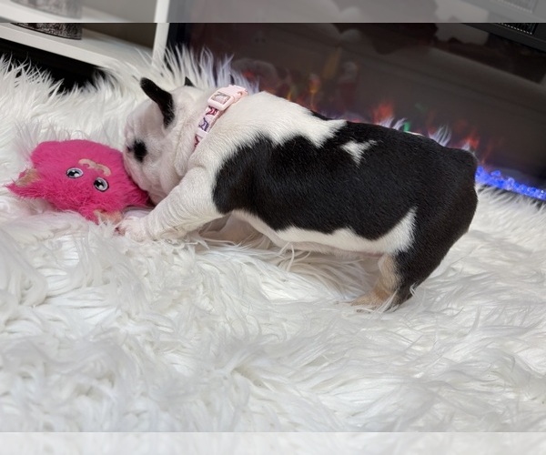 Medium Photo #5 French Bulldog Puppy For Sale in CINCINNATI, OH, USA