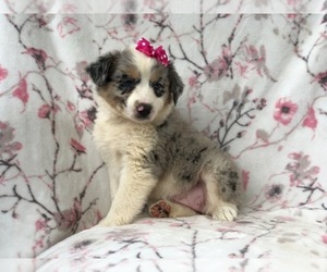 Australian Shepherd Puppy for sale in LAKELAND, FL, USA