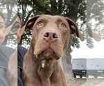 Small #5 American Pit Bull Terrier-Chocolate Labrador retriever Mix