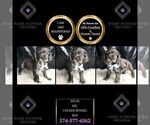 Small Photo #102 Cocker Spaniel Puppy For Sale in WARSAW, IN, USA