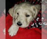 Small Photo #4 Labradoodle Puppy For Sale in ADRIAN, MO, USA