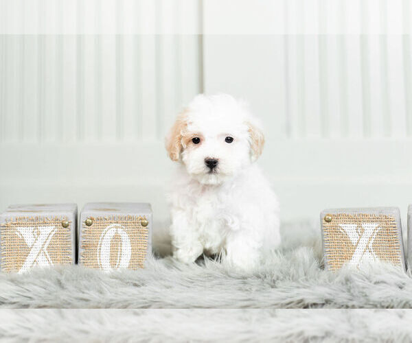 Medium Photo #10 Maltipoo Puppy For Sale in WARSAW, IN, USA