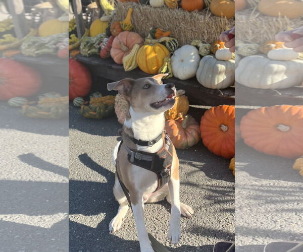 Medium Photo #3 Mutt Puppy For Sale in Westminster, MD, USA