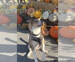 Small #2 Mutt