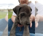 Small Photo #6 Great Dane Puppy For Sale in FARMERSVILLE, TX, USA