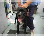 Small American Pit Bull Terrier