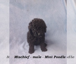 Poodle (Miniature) Puppy for sale in CLARKRANGE, TN, USA