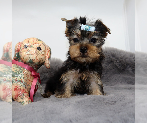 Medium Photo #3 Yorkshire Terrier Puppy For Sale in LOS ANGELES, CA, USA