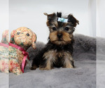 Small #2 Yorkshire Terrier