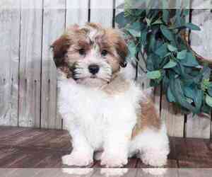 Havanese Puppy for sale in MOUNT VERNON, OH, USA