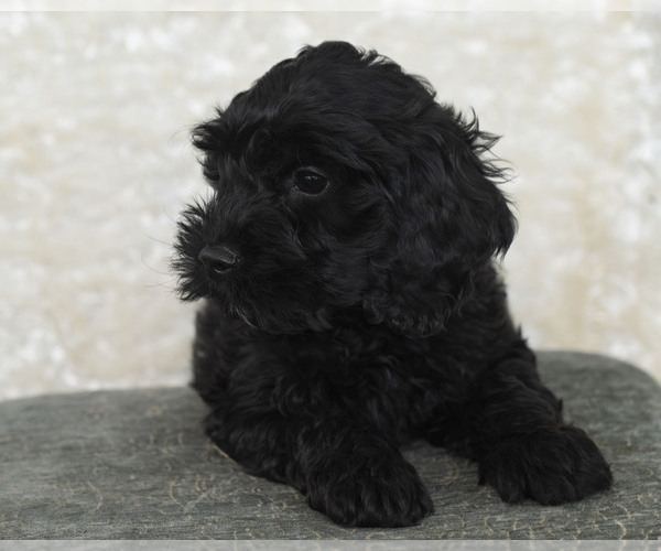 Medium Photo #6 Goldendoodle Puppy For Sale in TOPEKA, KS, USA