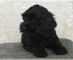 Small Photo #33 Goldendoodle Puppy For Sale in TOPEKA, KS, USA