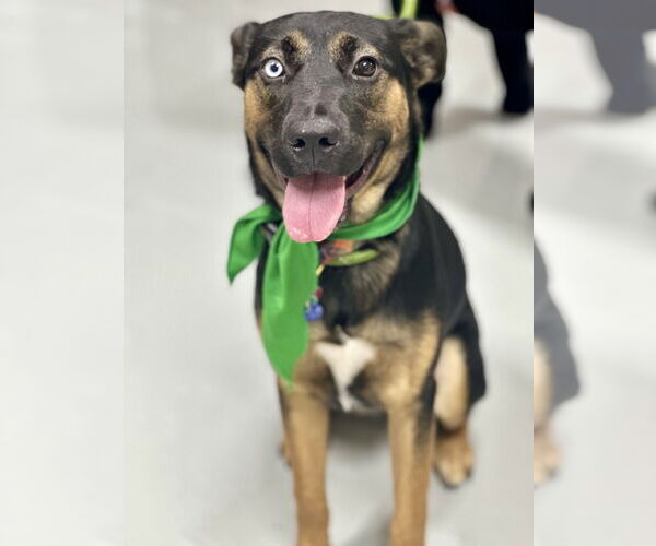 Medium Photo #9 Rottweiler-Unknown Mix Puppy For Sale in Houston, TX, USA