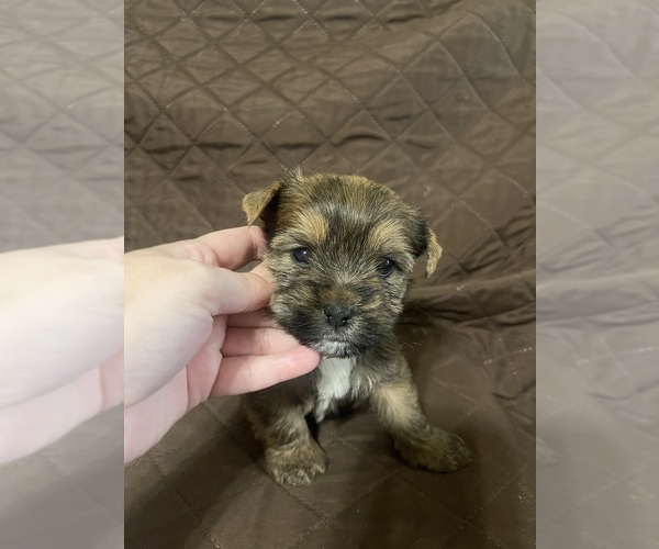 Medium Photo #17 Yorkshire Terrier Puppy For Sale in SAN ANTONIO, TX, USA