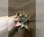 Small #16 Yorkshire Terrier