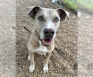 Jenson - Male American Pit Bull Terrier-Unknown Mix Dog for Adoption - Photo #4