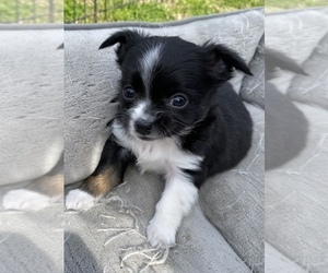 Chihuahua Puppy for sale in NASHVILLE, TN, USA